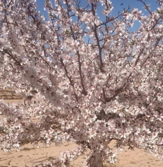 SIRiVE: Grupo Operativo EIP-agri para el desarrollo de un Sistema Integrado para la optimización de dosis de Riego de frutales de hueso en el Valle del Ebro.