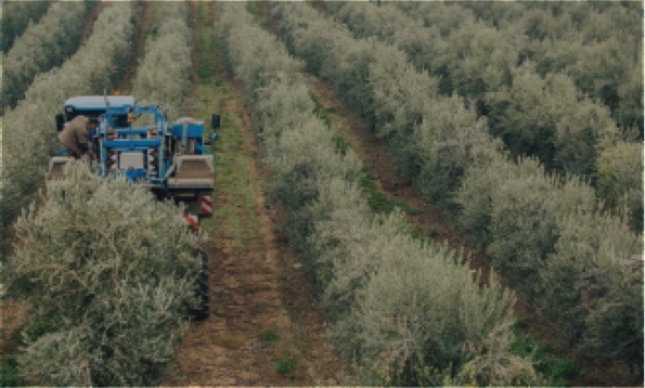 Productive and vegetative response to different irrigation and fertilization strategies of an Arbequina olive orchard grown under super-intensive conditions.